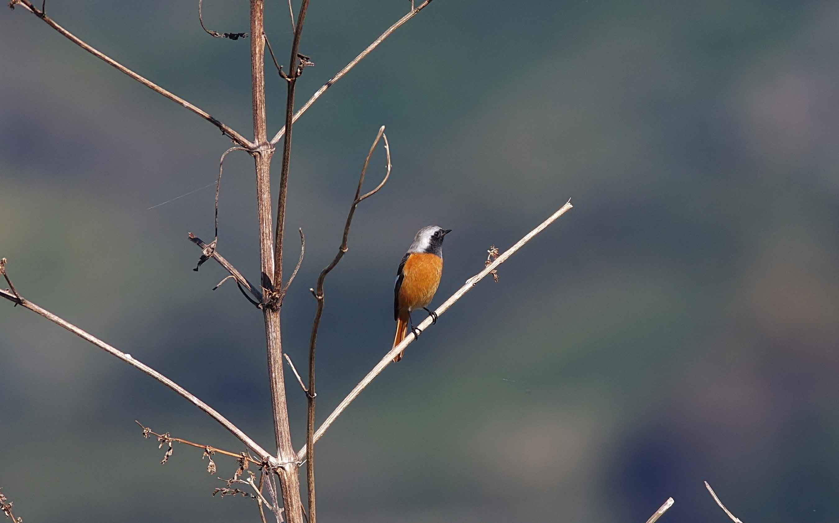 2017年　１１月　野鳥_c0176183_11143711.jpg