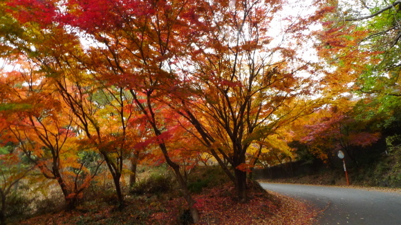 秘密の紅葉林道_c0212083_19220588.jpg