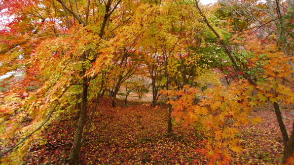 秘密の紅葉林道_c0212083_19250399.jpg