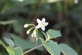 e0354596_00060808.jpg