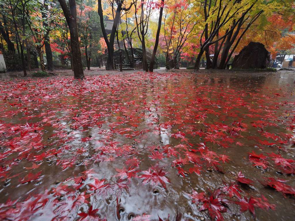 雨だ！平林寺だ！_f0224100_21250036.jpg