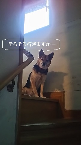 朝の散歩が楽しみになって来た!_f0242002_19172154.jpg