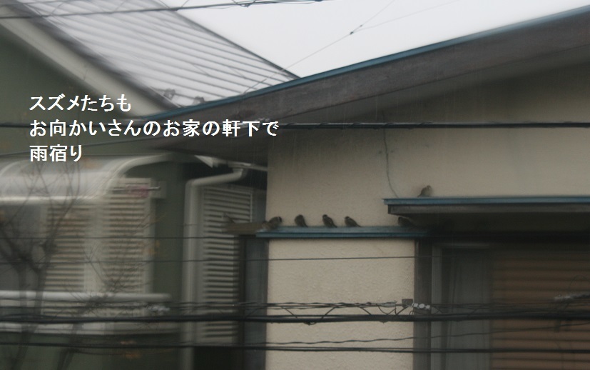 朝の散歩が楽しみになって来た!_f0242002_21180568.jpg