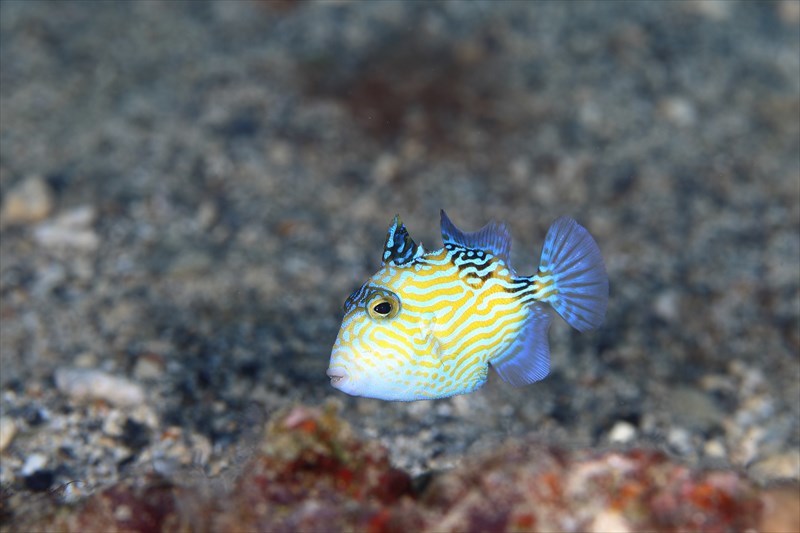 大阪城紅葉～初登場イソモンガラ幼魚_b0110406_20555112.jpg