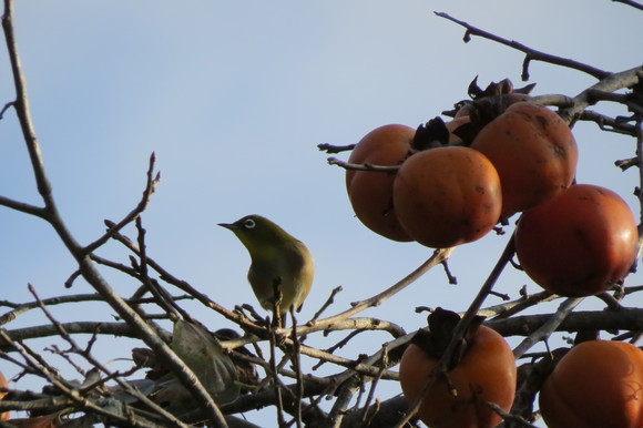 鳥よ　すまん！_d0237309_2146484.jpg