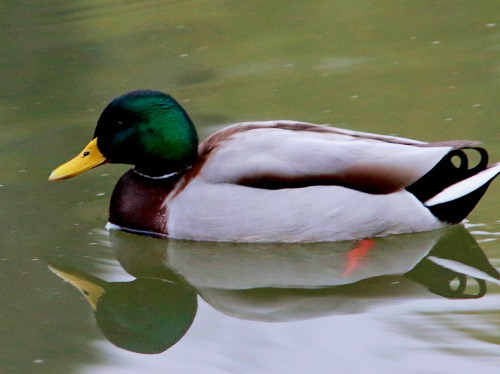 一番大好きな事 マガモ NSR_d0346713_20312902.jpg