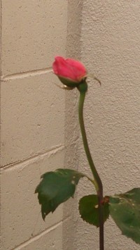 家の花の咲く時期(岡)_f0354314_13045049.jpg