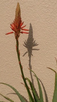 家の花の咲く時期(岡)_f0354314_13071178.jpg