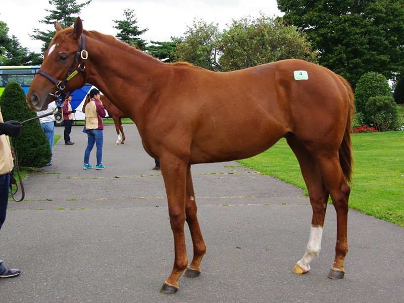 グリーンファーム愛馬会ツアー2017・その1・社台ファーム牡馬_c0031227_13445686.jpg