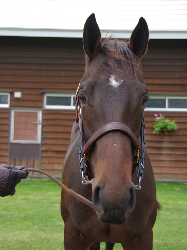 グリーンファーム愛馬会ツアー2017・その1・社台ファーム牡馬_c0031227_14561610.jpg