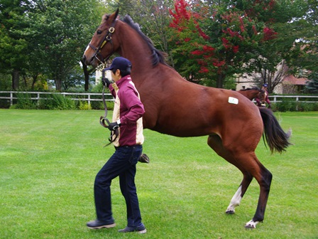 グリーンファーム愛馬会ツアー2017・その2・社台ファーム牝馬_c0031227_16112985.jpg