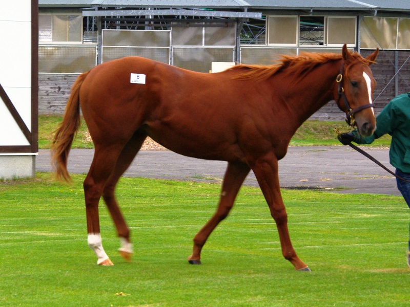 グリーンファーム愛馬会ツアー17 その3 ノーザンファーム空港牧場 あぽこぶろぐ