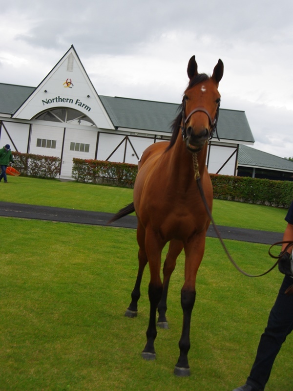 グリーンファーム愛馬会ツアー2017・その3・ノーザンファーム空港牧場_c0031227_23112208.jpg
