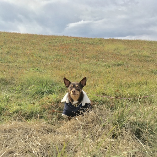 a0291132_17361980.jpeg