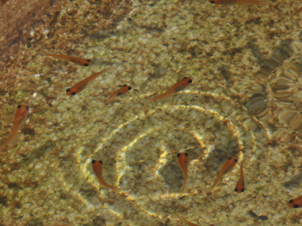e0097534_1722133.jpg
