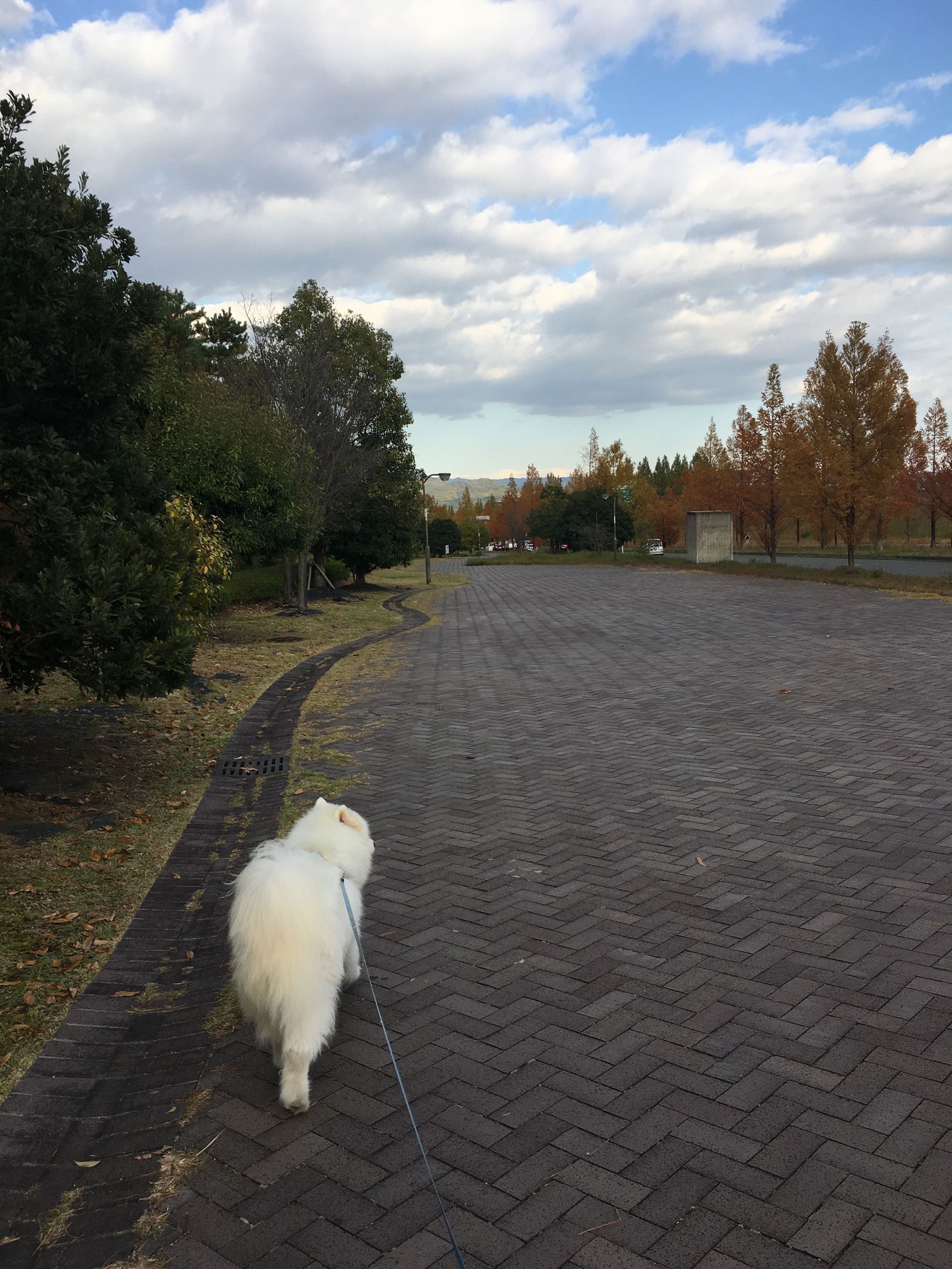 2017年秋 ご近所紅葉めぐり_f0128542_01525972.jpg