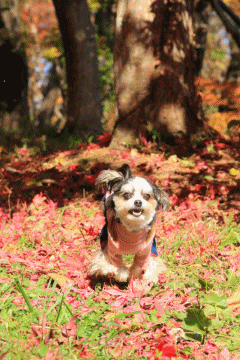 c0145250_09304261.gif