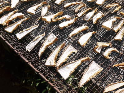 菊池水源の山暮らし 株式会社旬援隊の敷地内の様子(2017秋)_a0254656_17165982.jpg