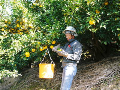 菊池水源の山暮らし 株式会社旬援隊の敷地内の様子(2017秋)_a0254656_17490680.jpg