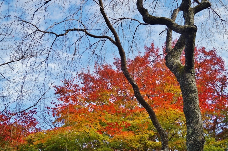 花の寺・勝持寺・西行桜と紅葉_b0063958_19330495.jpg