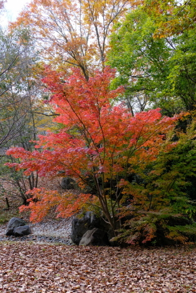 ３本の紅葉した木の写真です。_c0272958_18251387.jpg