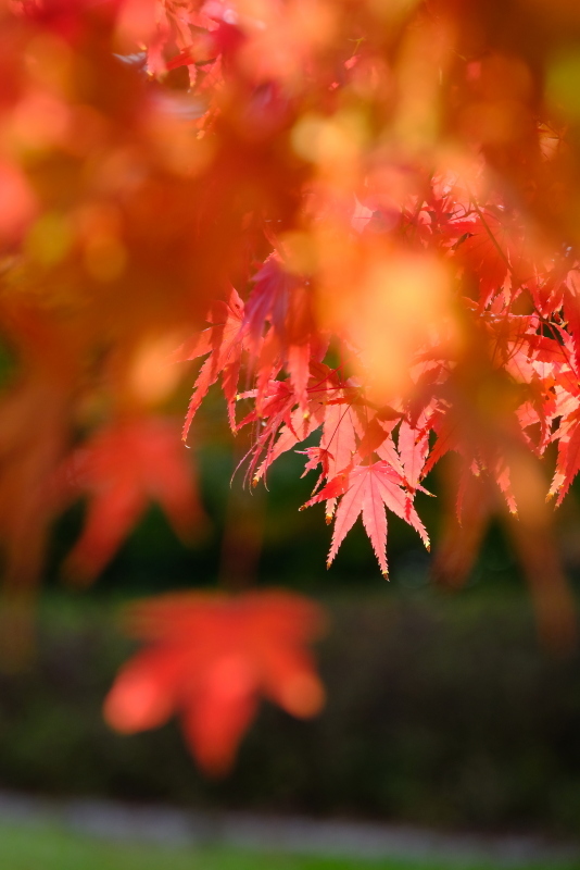 ３本の紅葉した木の写真です。_c0272958_18451239.jpg