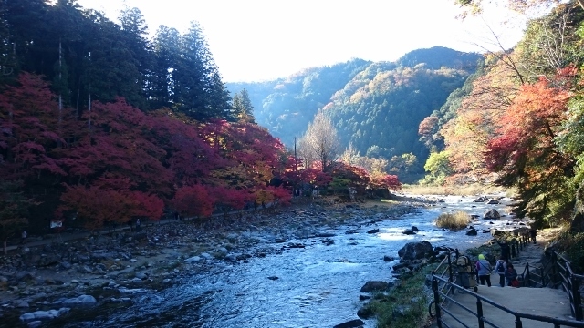 なばなの里＆香嵐渓&小原四季桜　ｐａｒｔ２_c0328559_15414716.jpg