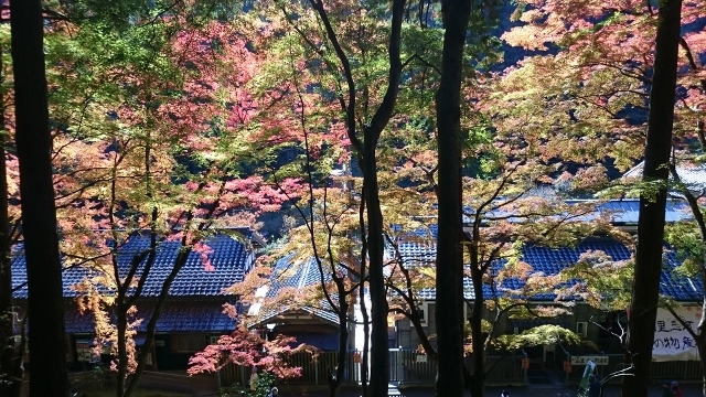 なばなの里＆香嵐渓&小原四季桜　ｐａｒｔ２_c0328559_15433891.jpg