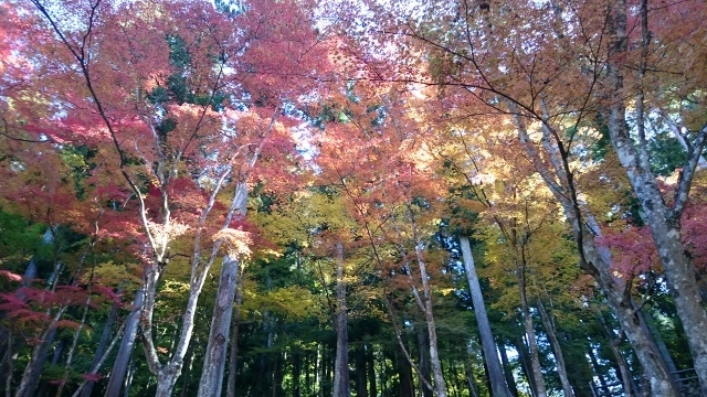 なばなの里＆香嵐渓&小原四季桜　ｐａｒｔ２_c0328559_15435286.jpg