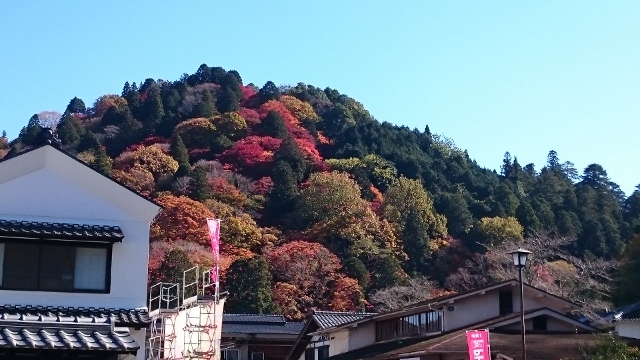 なばなの里＆香嵐渓&小原四季桜　ｐａｒｔ２_c0328559_15442342.jpg