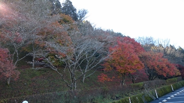 なばなの里＆香嵐渓&小原四季桜　ｐａｒｔ２_c0328559_16165732.jpg