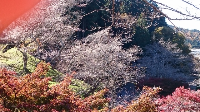 なばなの里＆香嵐渓&小原四季桜　ｐａｒｔ２_c0328559_16175712.jpg