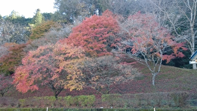 なばなの里＆香嵐渓&小原四季桜　ｐａｒｔ２_c0328559_16181442.jpg