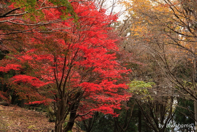 秋の彩り　岩間寺_b0055171_14003473.jpg