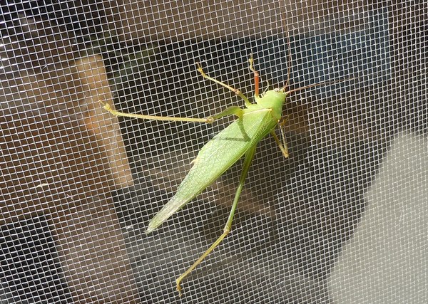 虫愛でる爺は 遠い昔の記憶から 大屋地爵士のjazzyな生活 虫愛でる爺は 遠い昔の記憶から 大屋地爵士のjazzyな生活
