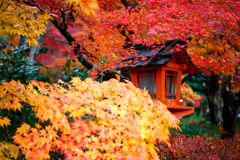 2017紅葉！　～鍬山神社～_b0128581_21273117.jpg