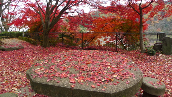 秘密の紅葉林道_c0212083_09023448.jpg