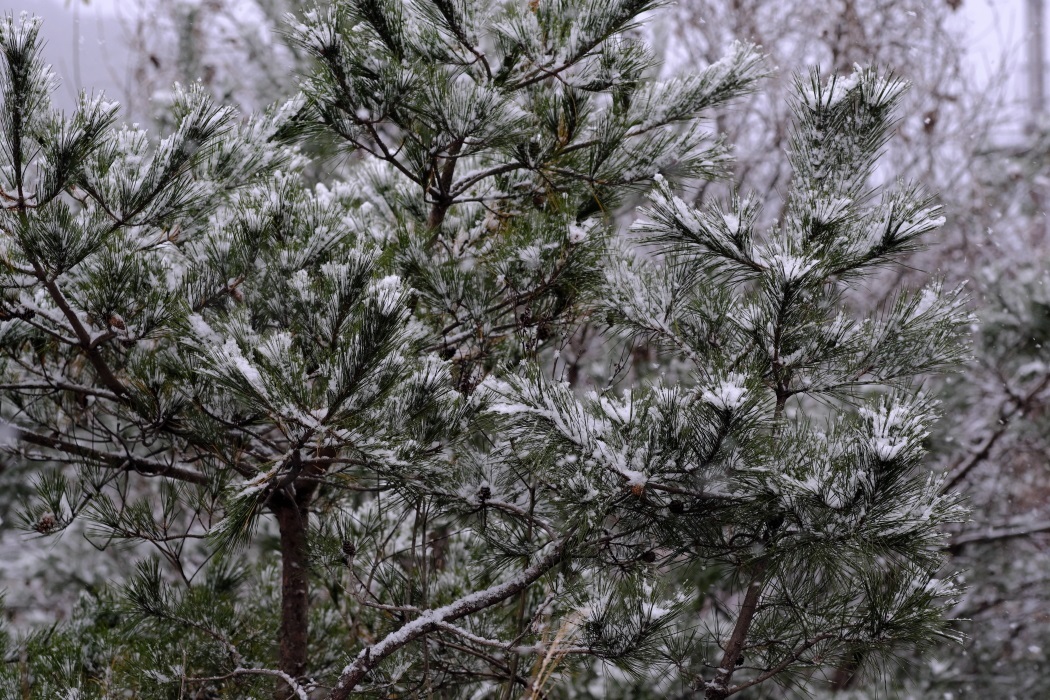 初雪　磐越道にて　２０１７・１１．１９_e0143883_11315472.jpg