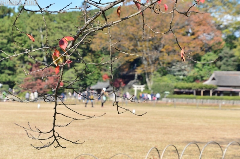 岡山後楽園へ_c0220084_09523725.jpg