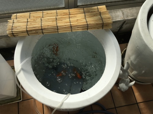 お掃除なう_f0347891_10350737.jpeg