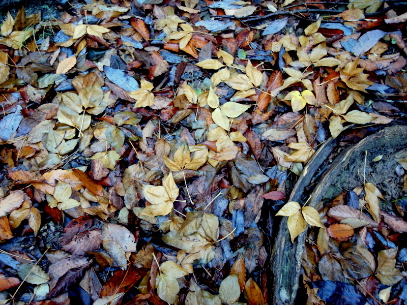 f0325295_12234893.jpg
