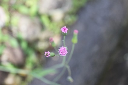 e0354596_11453037.jpg