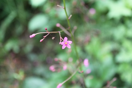 e0354596_11482275.jpg