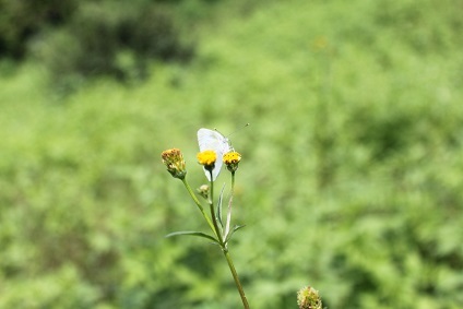 小栴檀草_e0354596_11541760.jpg