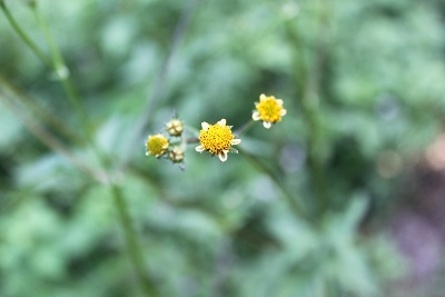 e0354596_11574824.jpg