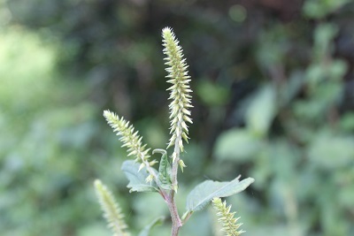 e0354596_11594186.jpg