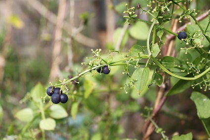 茜の実　藍の種_e0354596_23105090.jpg