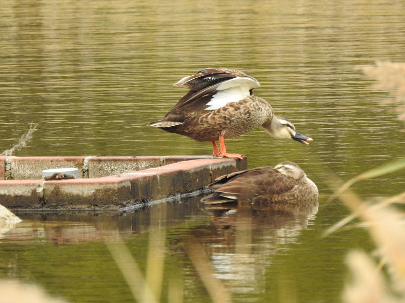 お昼間の野鳥園\"カルガモとマガモ\"_d0261298_791799.jpg