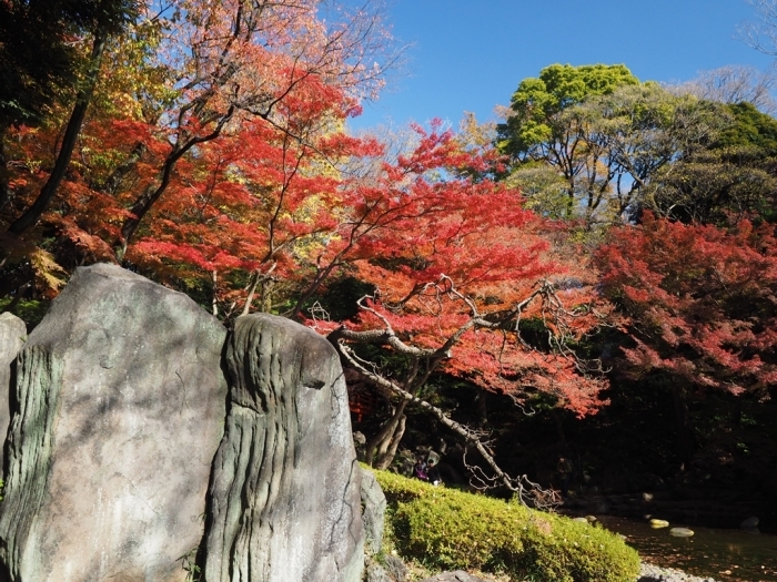 都心の紅葉　小石川後楽園_f0224100_23160850.jpg