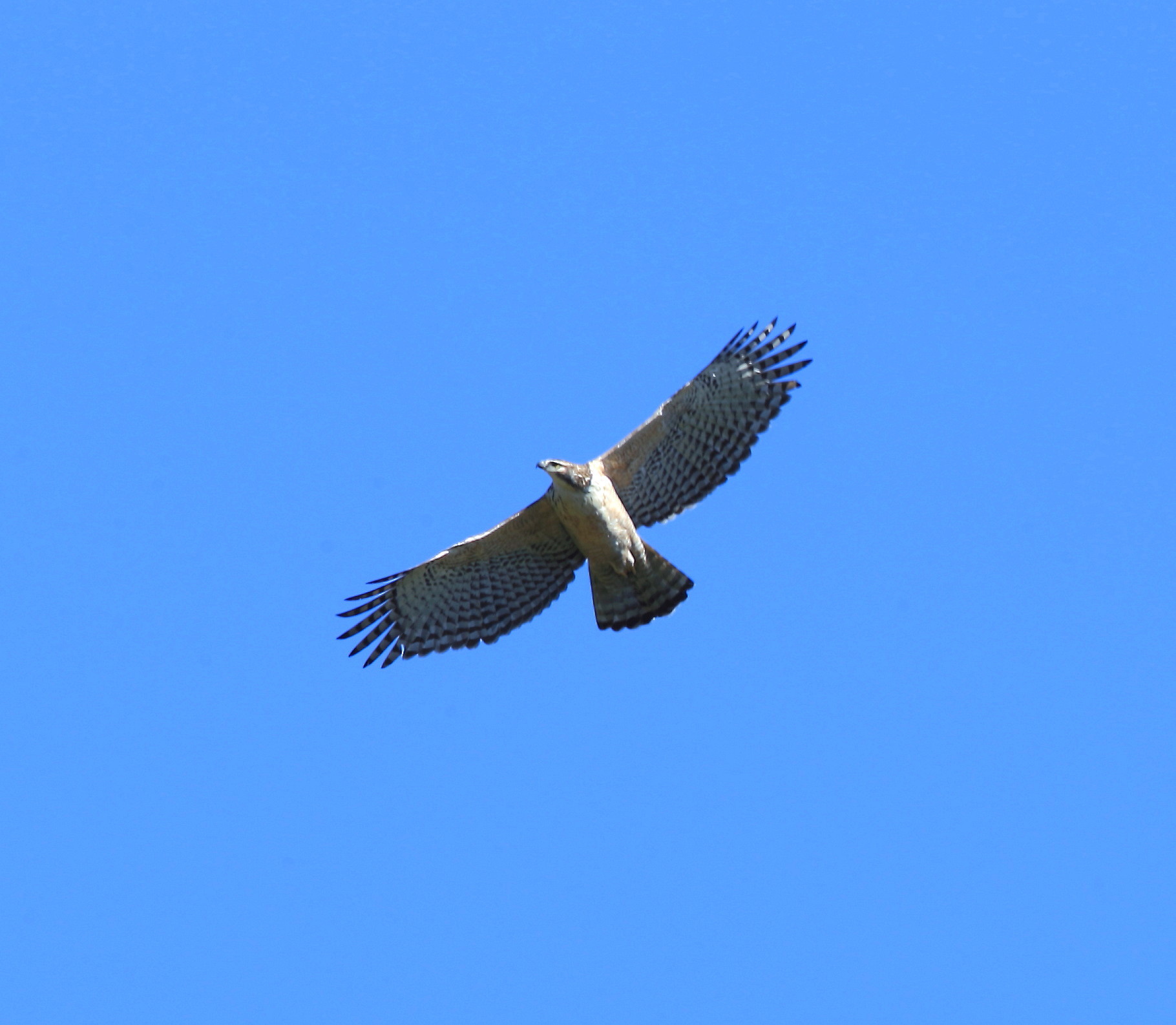 クマタカ幼鳥：舞う姿２０１７_c0319902_19573494.jpg